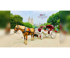 Best Horse Carriage Rides in New York