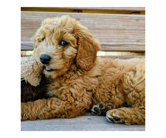 Best Goldendoodle Breeder Ca