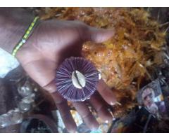 best spiritual herbalist native doctor in Nigeria+2348076364703