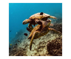 Hawaii Sea Turtle Snorkel Sail