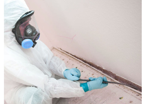 Mold Removal in New Jersey | Expert Mold Removal Services
