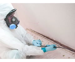 Mold Removal in New Jersey | Expert Mold Removal Services