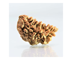 1 Mukhi Rudraksha | Buy Online Ek Mukhi Rudraksha Original