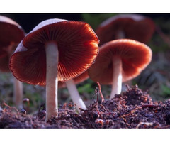 Welcome to Buy Magic Mushroom USA