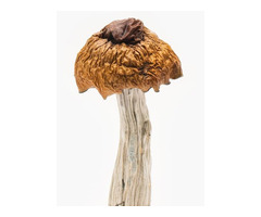 Buy Martinique Mushrooms