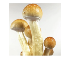 Golden Teacher Mushroom Spores Syringe | Quality Spores Store