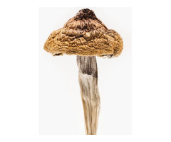 B+ Plus Magic Mushrooms For Sale Online