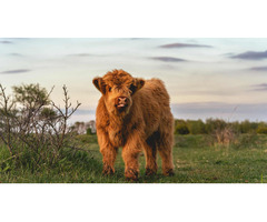 Buy Scottish Fluffy Miniature Highland Calves and Calves ($2500)