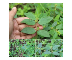 EUPHORBIA HIRTA DRIED ASTHMA PLANT CHAN GARDEN SPURGE FOR HERBS