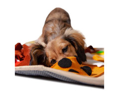 Buy Dog Squeaky Toys at Best Price| PawPawDear