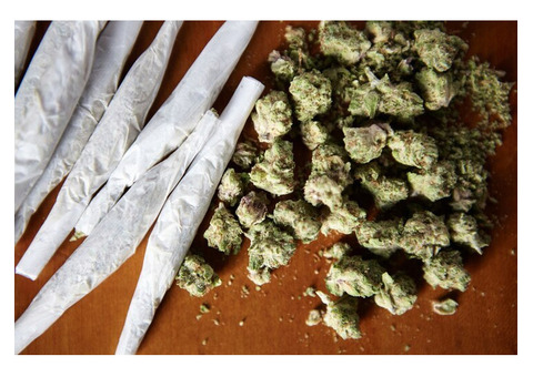 White Death Strain - Powerful and Potent