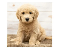 Adorable Toy Goldendoodle California