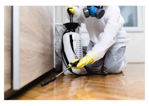 Best Termite Pest Control Services in Noida & Noida Extensions.