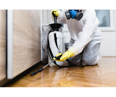 Best Termite Pest Control Services in Noida & Noida Extensions.