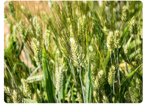 Stronghold durum seed in Alberta