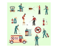 Termite Pest Control Services in Noida | Pest Control in Noida