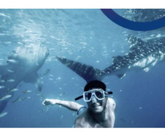 Snorkeling Tours in Cancun