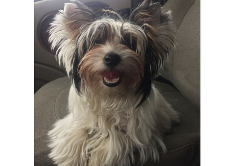 Yorkshire Terriers for Sale in Ontario | Cute and Loyal Puppies