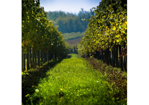 Texas Hill Country Wineries