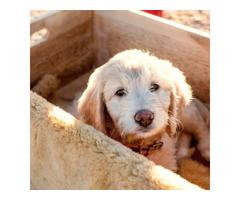 San Diego Goldendoodle