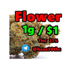 Autoflower, Haze, Kannabia, Slurricane, Illemonati, AllBud,