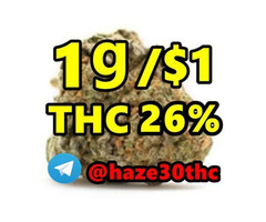 Amnesia Haze, Feminized, HHCP,  AlphaPinene, Indoor Jealousy,