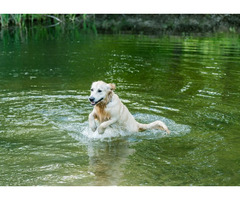 Canine Boarding near West Kelowna