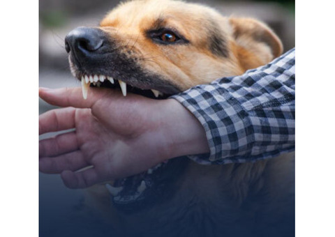 Dog Bite Lawyers Brooklyn Palm Desert