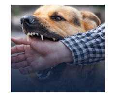 Dog Bite Lawyers Brooklyn Palm Desert