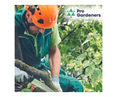 Comprehensive Tree Care Services in Western Sydney