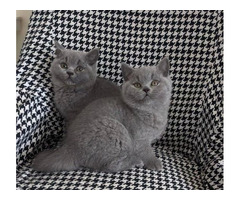 Gorgeous British short hair Kittens Available Now!