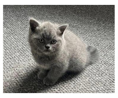 Gorgeous British Shorthair Kittens for Adoption.