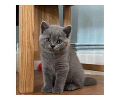 Cute British Short Hair Kittens Available