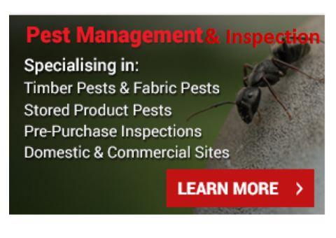 Timber Pest Inspection to Keep Timber Free From Pest Attack