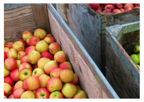 Apple Hill Wineries Savor Award-Winning Wines in Scenic Surroundings