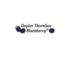 DoylesBlackberryInc Blackberry provides a range of high-quality plants