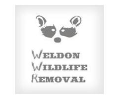 Raccoon Removal Pinellas County, Rodent Trapping, Rodent Removal