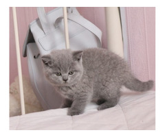 British Shorthair Abby