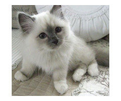 Excellent Ragdoll Kitten Alfie