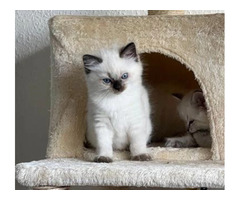 Cute Ragdoll Kitten Bobby