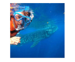 Whale Shark Tours in Cancun