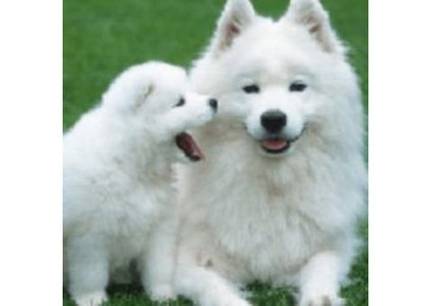 Pet Grooming Service North Dallas