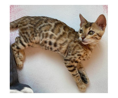 Buy Bengal Kitten Chewbacca