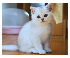 Purchase British Shorthair Cleo