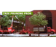 Tree Pruning in NJ