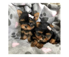 AKC Yorkie puppies for Sale