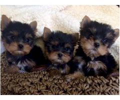 Super tiny teacup male Yorkie puppy