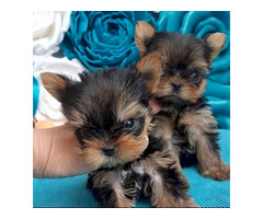 Male and female Teacup Yorkie Available