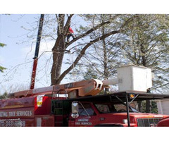 Commercial Tree Service in NJ - Amazing Tree Services