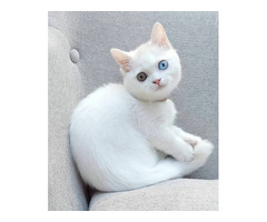 Perfect American Shorthair Ella